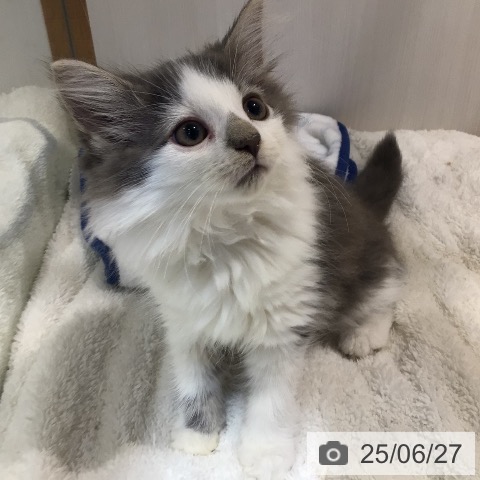 ノルウェージャンフォレストキャットの写真