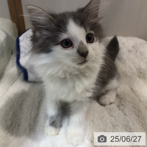 ノルウェージャンフォレストキャットの写真