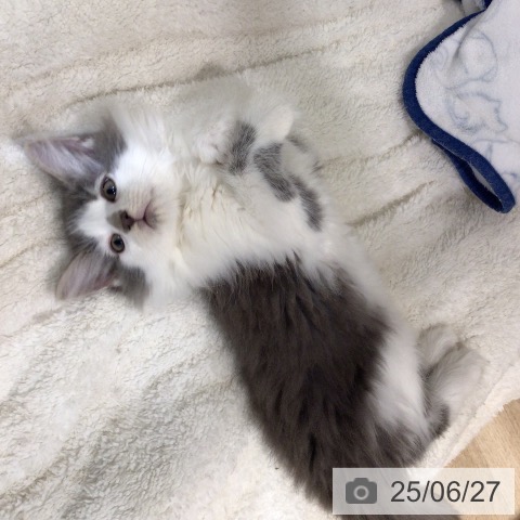 ノルウェージャンフォレストキャットの写真