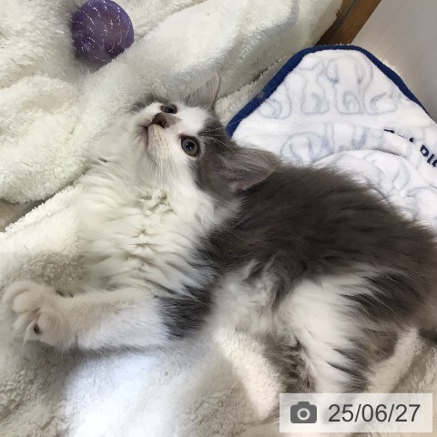 ノルウェージャンフォレストキャットの写真