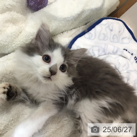ノルウェージャンフォレストキャットの写真