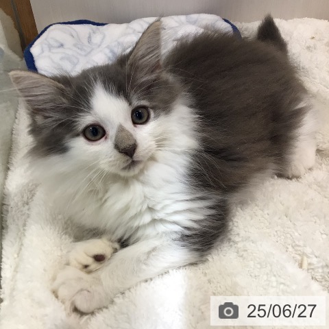 ノルウェージャンフォレストキャットの写真