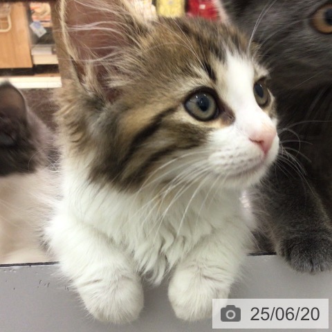 ノルウェージャンフォレストキャットの写真