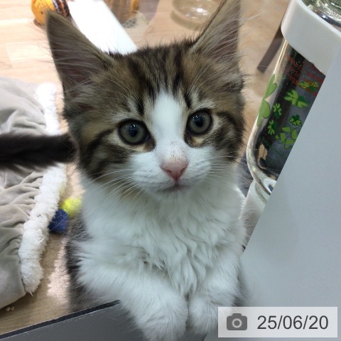 ノルウェージャンフォレストキャットの写真