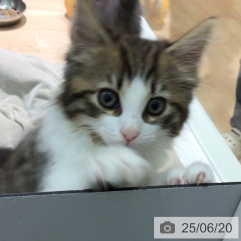 ノルウェージャンフォレストキャットの写真