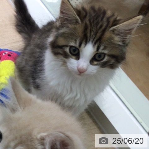 ノルウェージャンフォレストキャットの写真