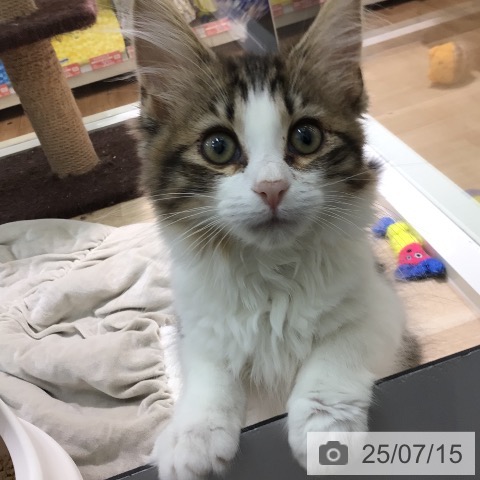 ノルウェージャンフォレストキャットの写真