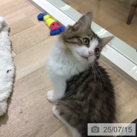 ノルウェージャンフォレストキャットの写真
