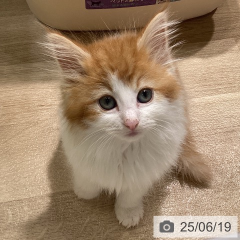ノルウェージャンフォレストキャットの写真
