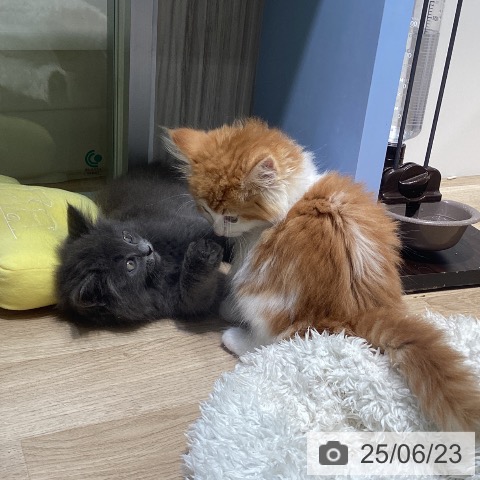ノルウェージャンフォレストキャットの写真