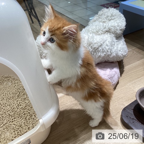 ノルウェージャンフォレストキャットの写真