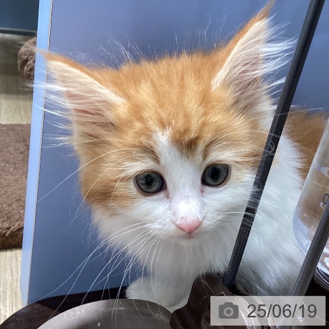 ノルウェージャンフォレストキャットの写真