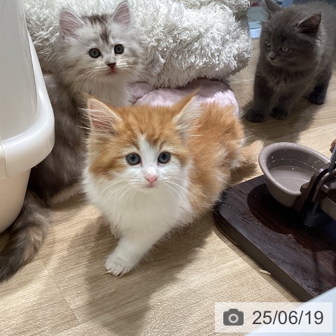 ノルウェージャンフォレストキャットの写真