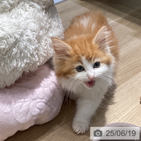 ノルウェージャンフォレストキャットの写真