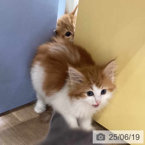 ノルウェージャンフォレストキャットの写真