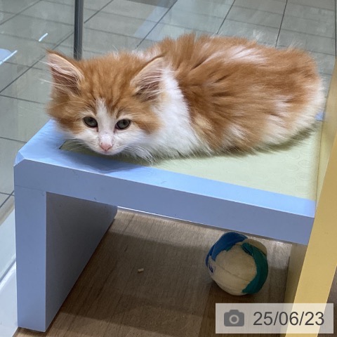 ノルウェージャンフォレストキャットの写真