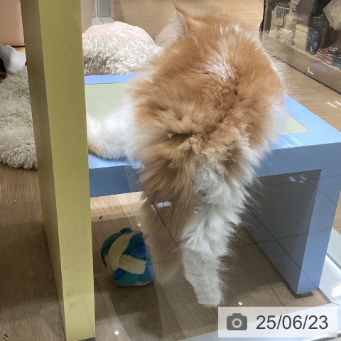 ノルウェージャンフォレストキャットの写真
