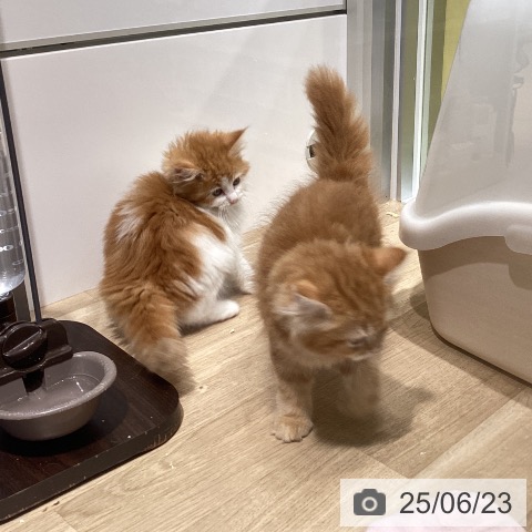 ノルウェージャンフォレストキャットの写真