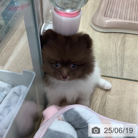 ポメラニアンの写真