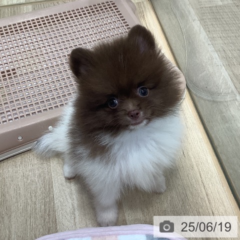 ポメラニアンの写真