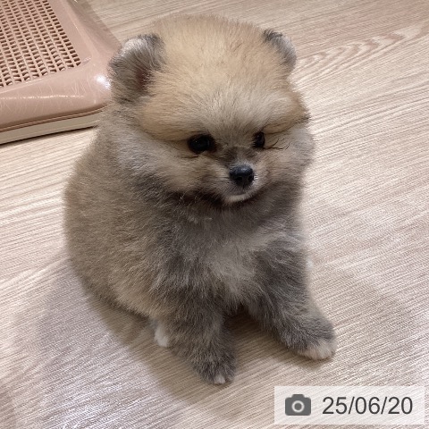 ポメラニアンの写真