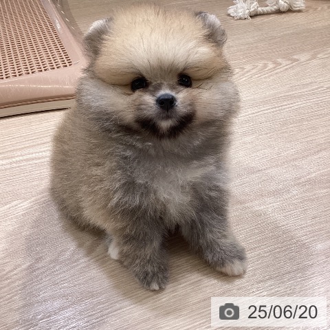 ポメラニアンの写真