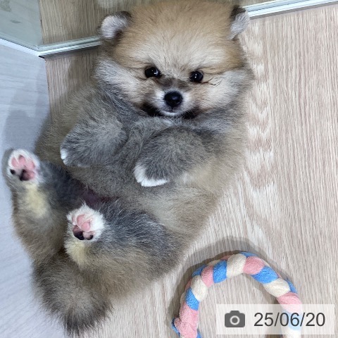 ポメラニアンの写真