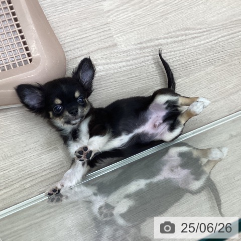 チワワの写真