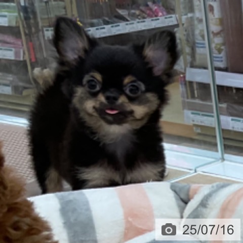 チワワの写真