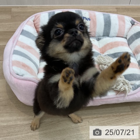 チワワの写真