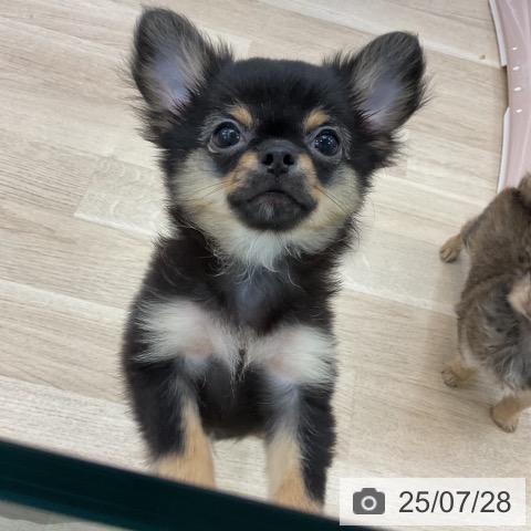 チワワの写真