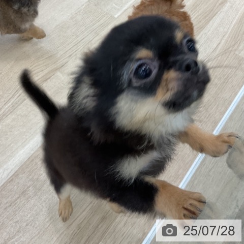 チワワの写真