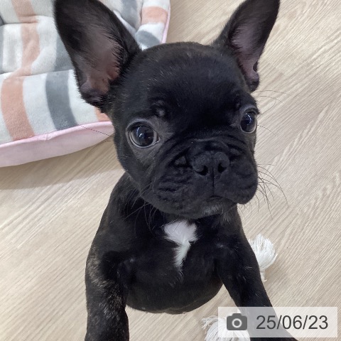 フレンチ・ブルドッグの写真