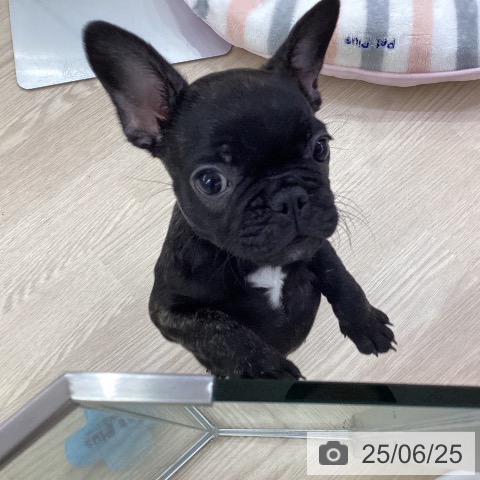 フレンチ・ブルドッグの写真