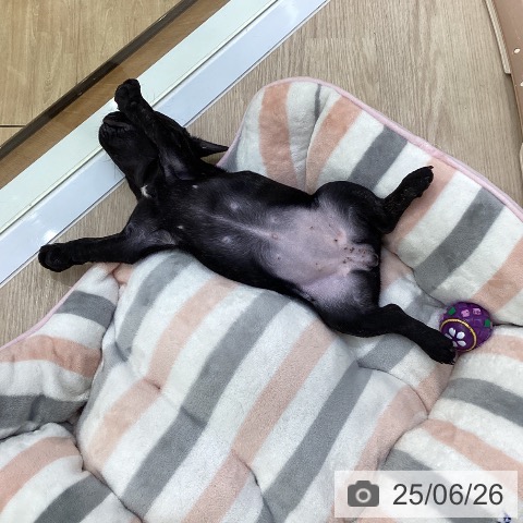 フレンチ・ブルドッグの写真