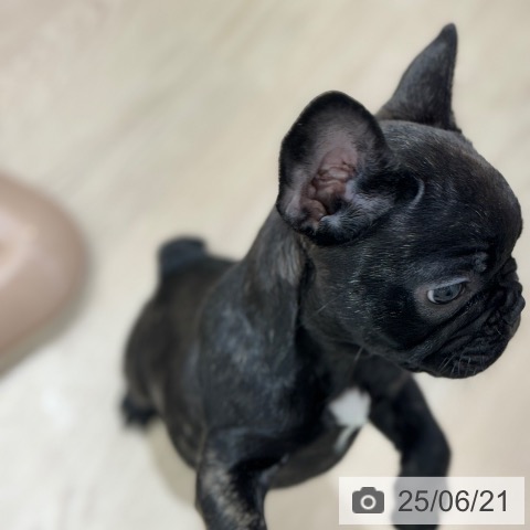 フレンチ・ブルドッグの写真