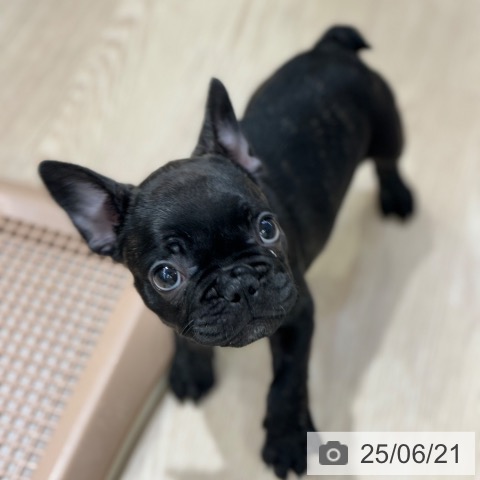 フレンチ・ブルドッグの写真