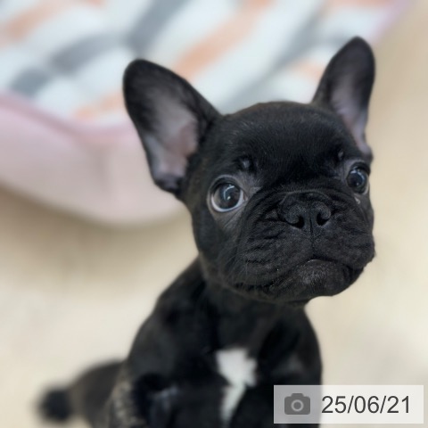 フレンチ・ブルドッグの写真