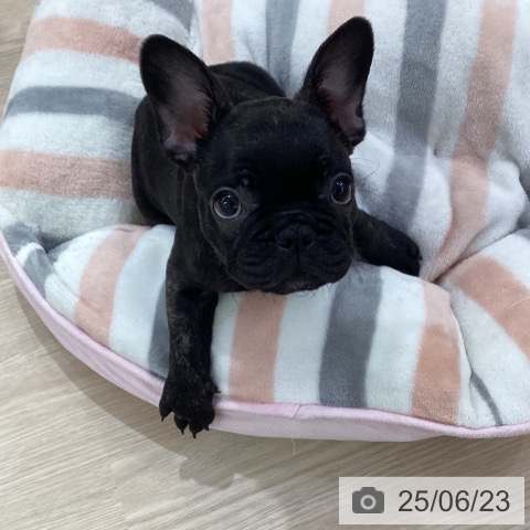 フレンチ・ブルドッグの写真