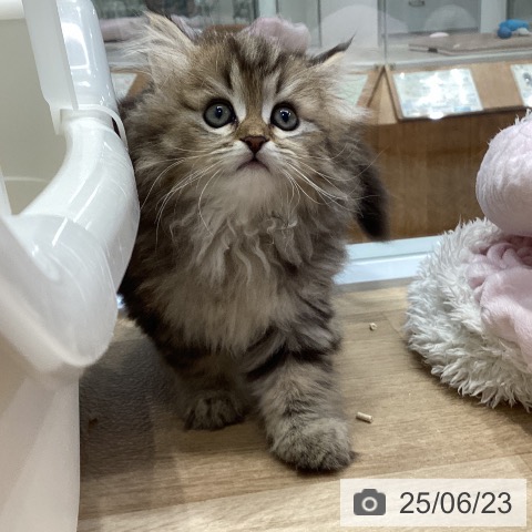 ペルシャの写真