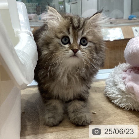 ペルシャの写真