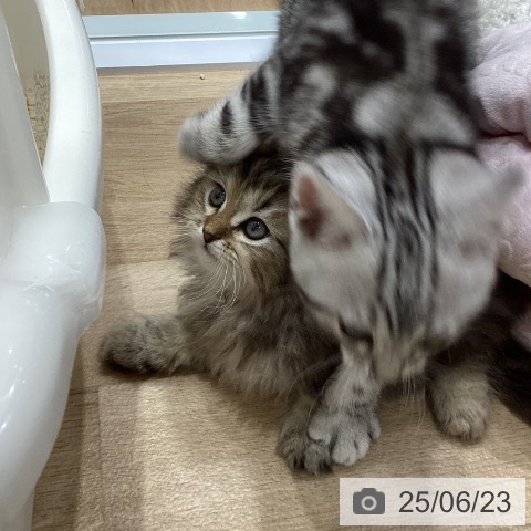 ペルシャの写真