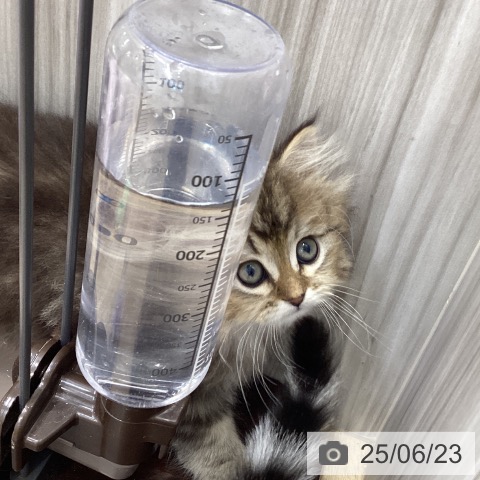 ペルシャの写真