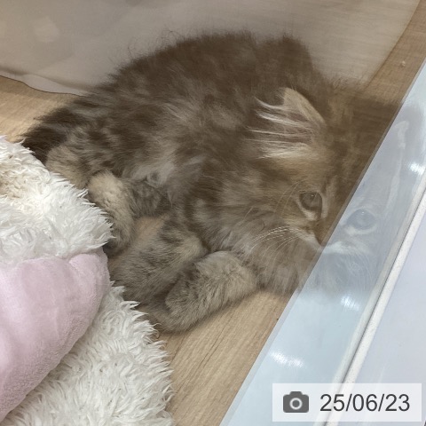 ペルシャの写真