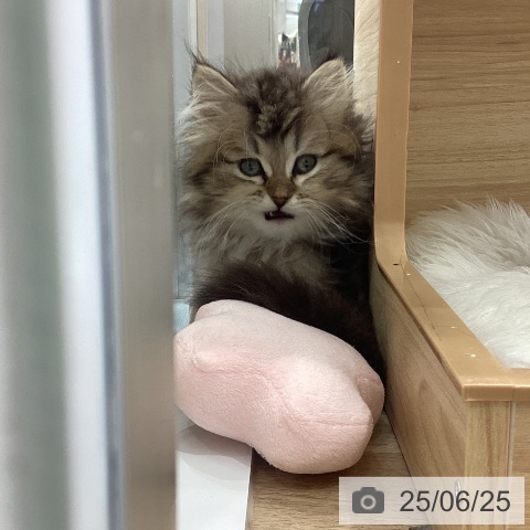 ペルシャの写真