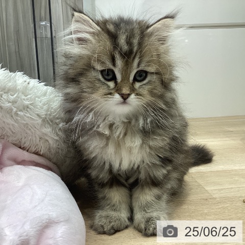 ペルシャの写真