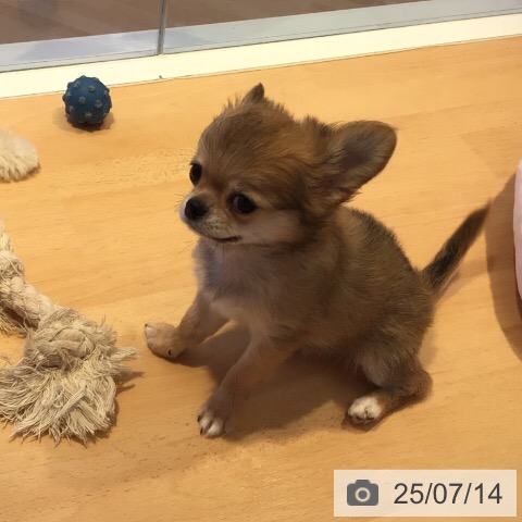 チワワの写真