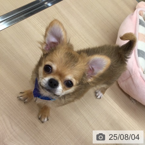 チワワの写真