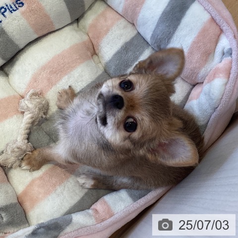 チワワの写真