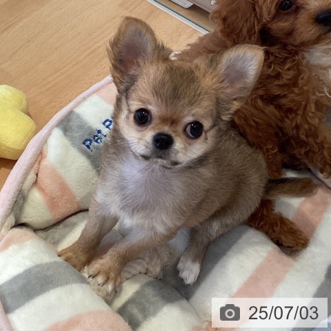 チワワの写真